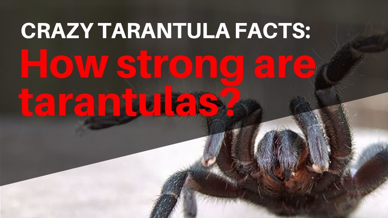Crazy Tarantula Facts: How Strong Are Tarantulas?