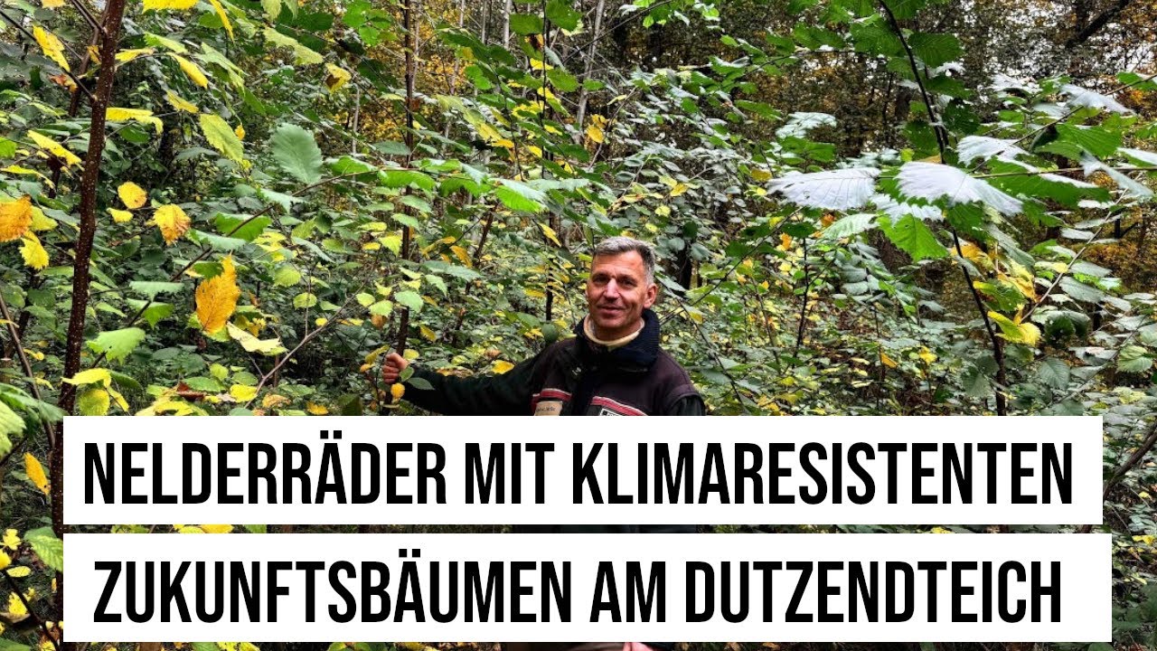 01.11.2024 #Nürnberg #Nelderräder mit klimaresistenten Zukunftsbäumen am #Dutzendteich #Klimawandel