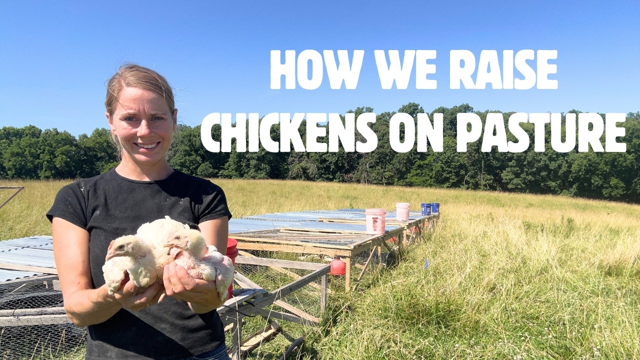 How we raise over 1,000 chickens on pasture!