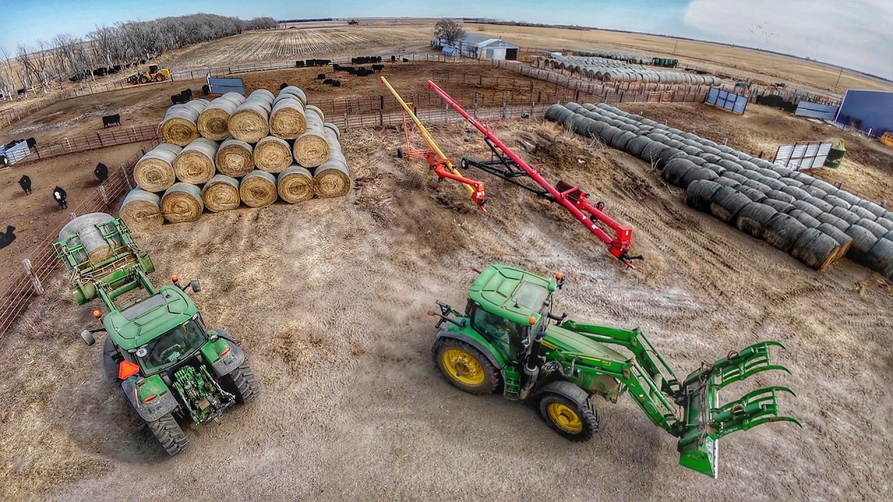 Big Stack! Stacking 150 bales for feeding
