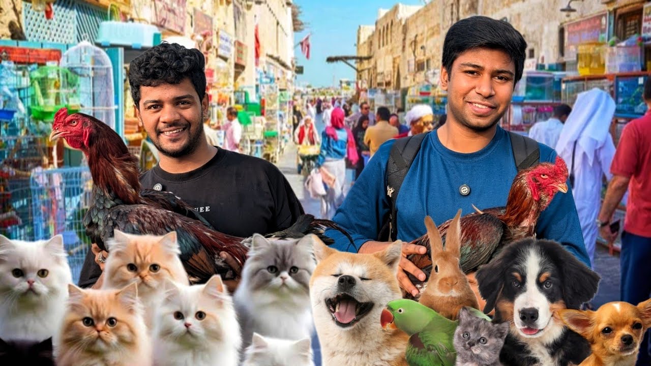 Biggest wholesale pet market of Hyderabad with heavy discount on all pets ❤️😘