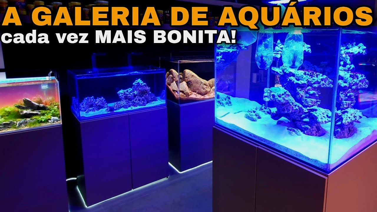 MAIS PEIXES, PLANTAS E CORAIS NA NOVA GALERIA DE AQUÁRIOS DE ECOTOP!