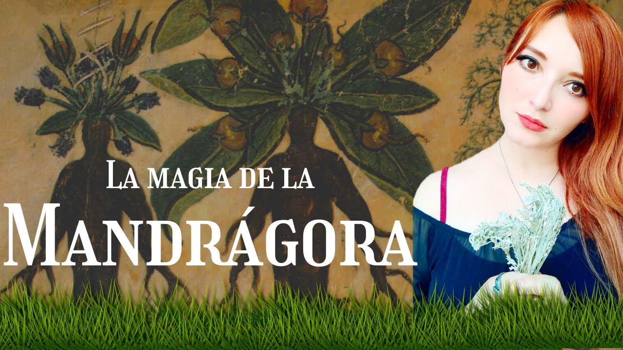 MANDRÁGORA 🌿 | LA PLANTA DE LAS BRUJAS| HISTORIA Y PROPIEDADES MÁGICAS.