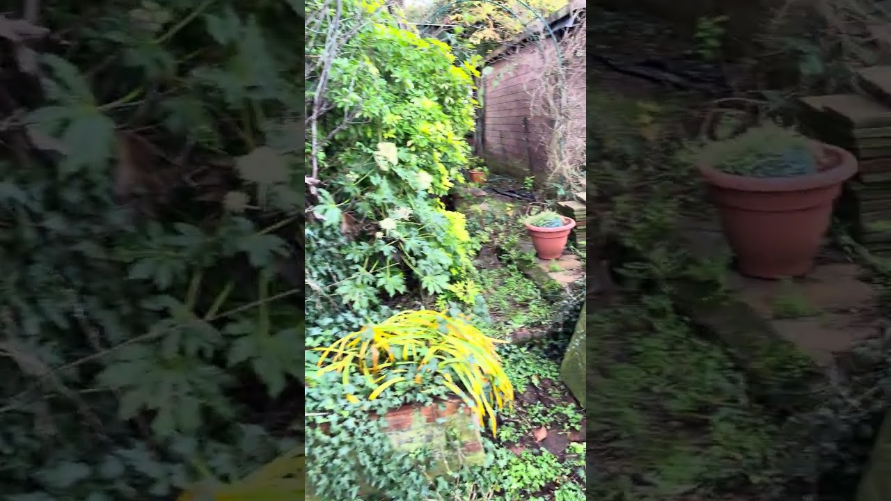 Quick tour of our garden, planning the self sufficiency dream 