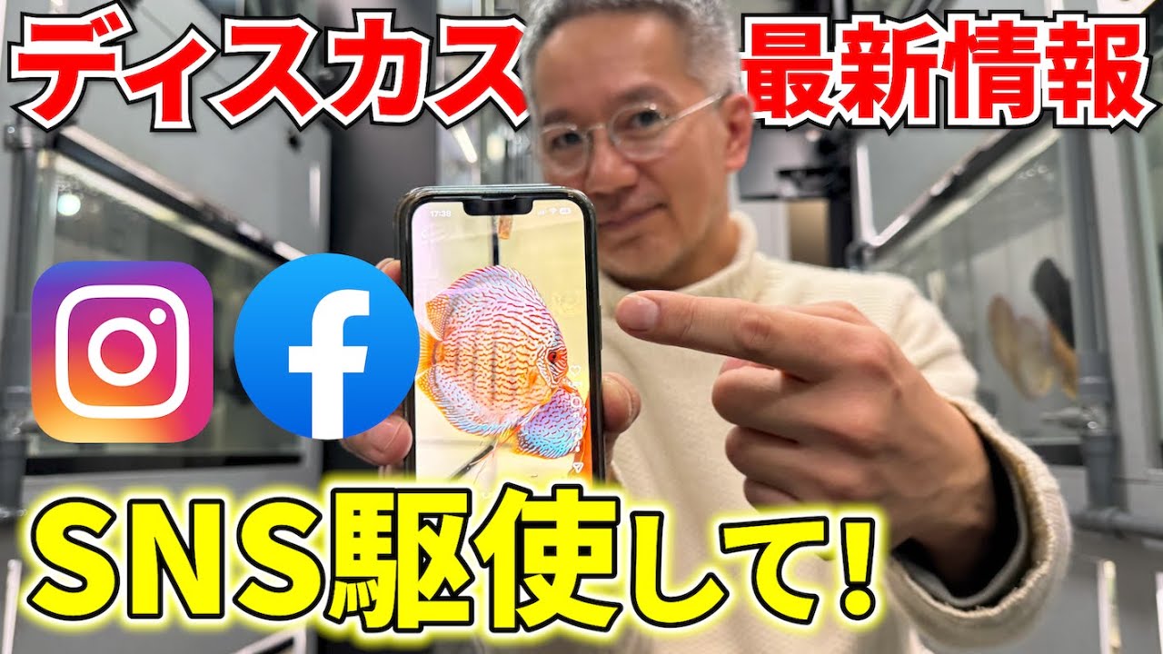 【必見】レアなディスカスの様子が見放題？！ブリーダーさんたちが情報発信しているSNSアカウントをご紹介します。