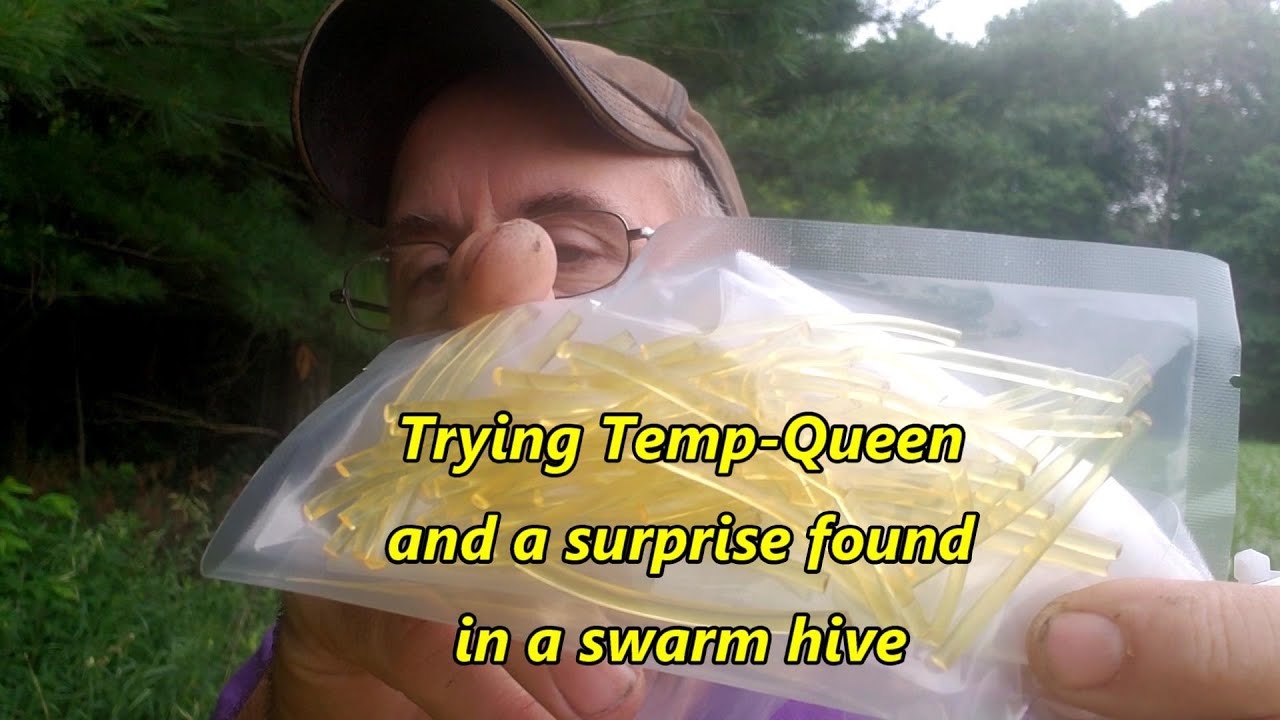 Trying Temp Queen and a surprise found in a swarm hive