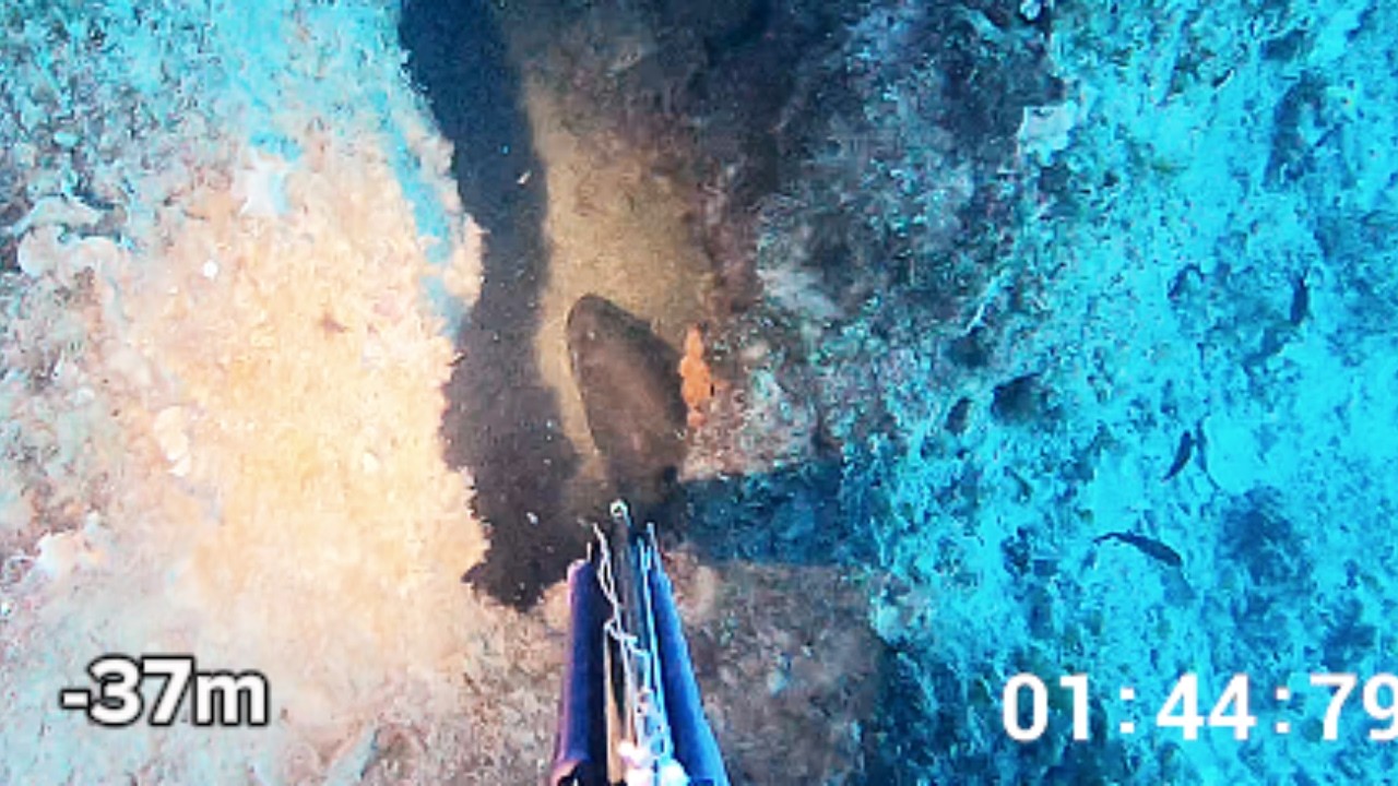 XL white grouper at the familiar rock | Greece Spearfishing
