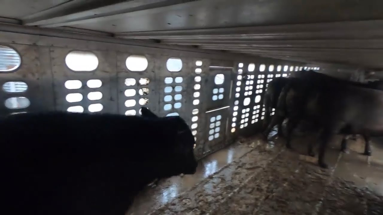 Погрузка тучного скота в Айове