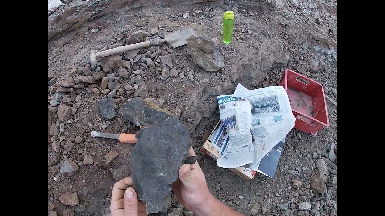 Day 8 : Bang! Right Through a Megateuthis gigantea (Giant Belemnite) Fossil Part 2