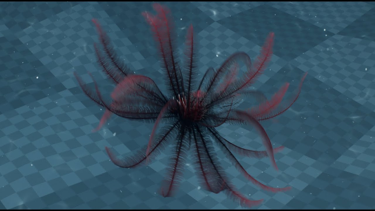 Feather Star 3D Animation