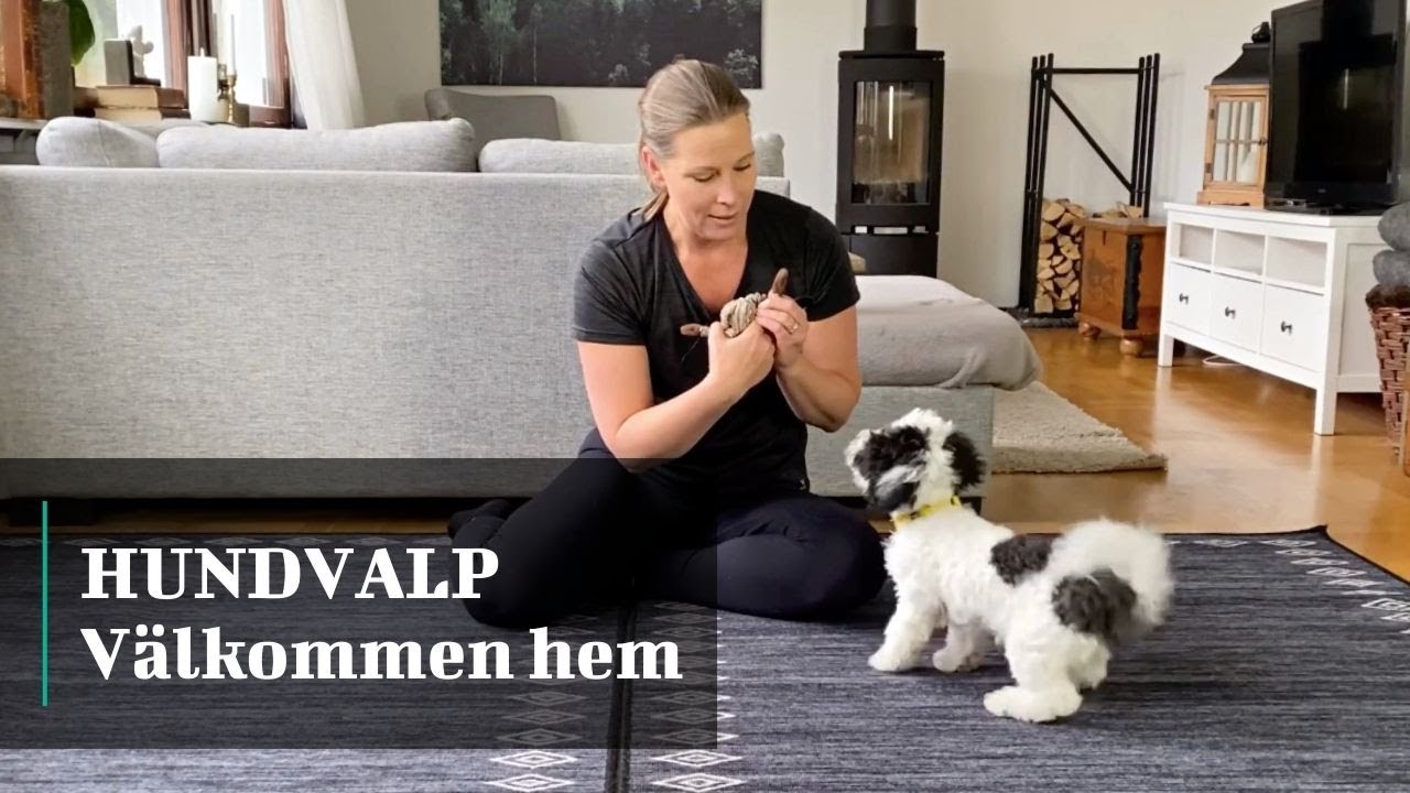 HUNDVALP - Välkommen hem