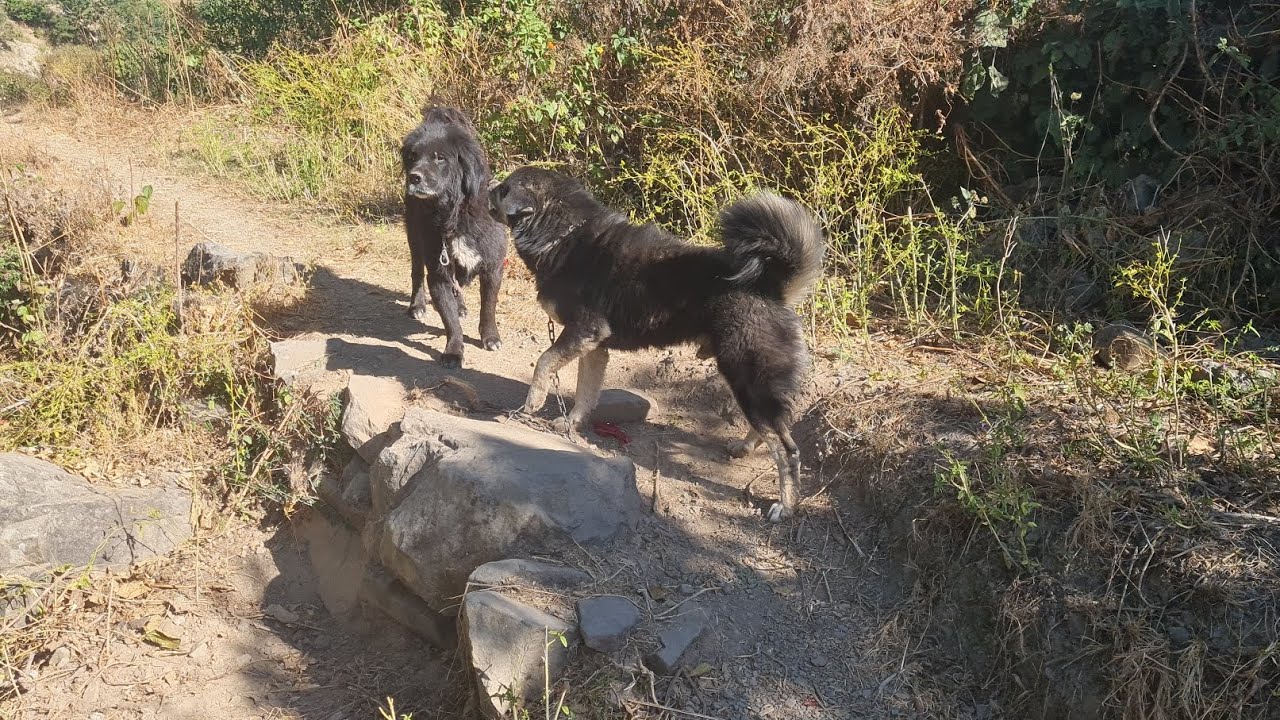 Bhotia dog fight 😱😱😱/Kalu ko Dhek ke Der gya motu