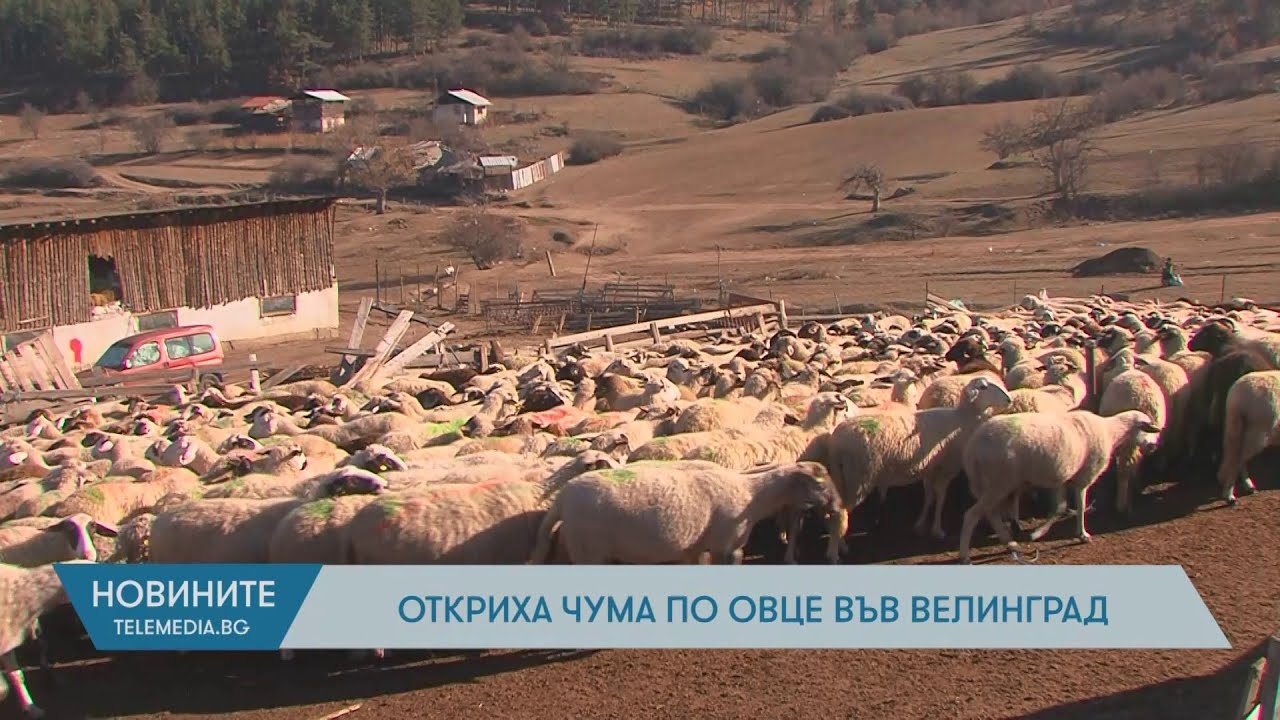 Откриха чума по овце във Велинград