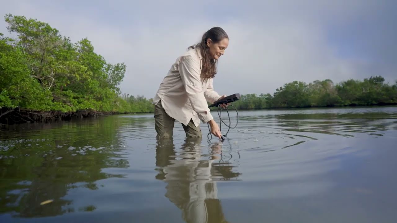 Mangroves: Silent sentinels of our coastline