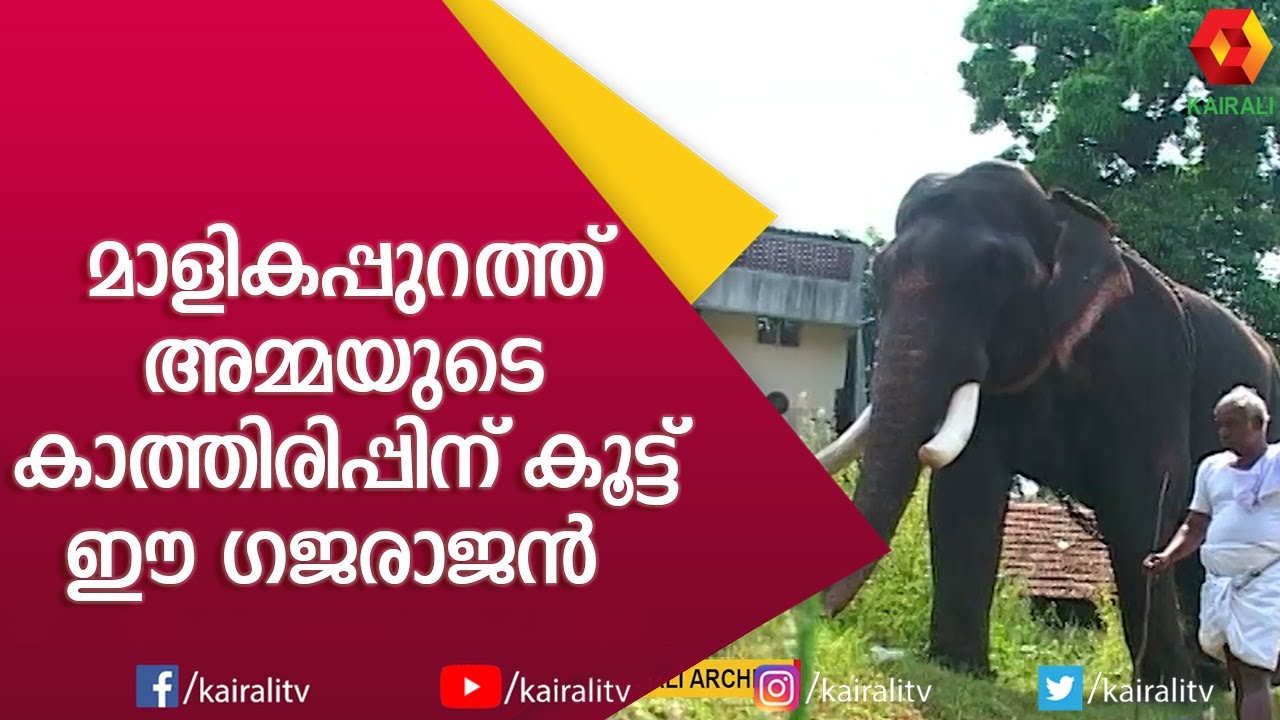 മാളികപ്പുറത്തമ്മയുടെ കാത്തിരിപ്പിന് കൂട്ട് മലയാലപ്പുഴരാജൻ #2 | Malayalappuzha Rajan | E4 Elephant
