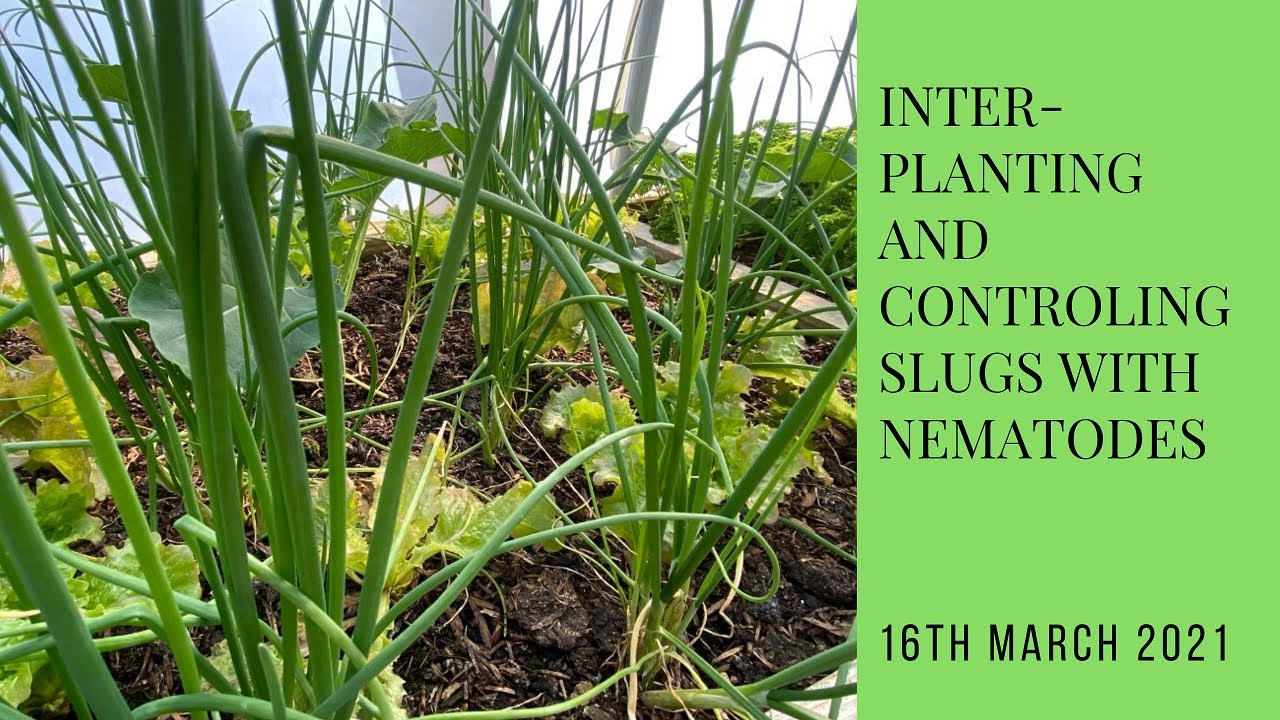Inter-planting and controlling slugs with nematodes