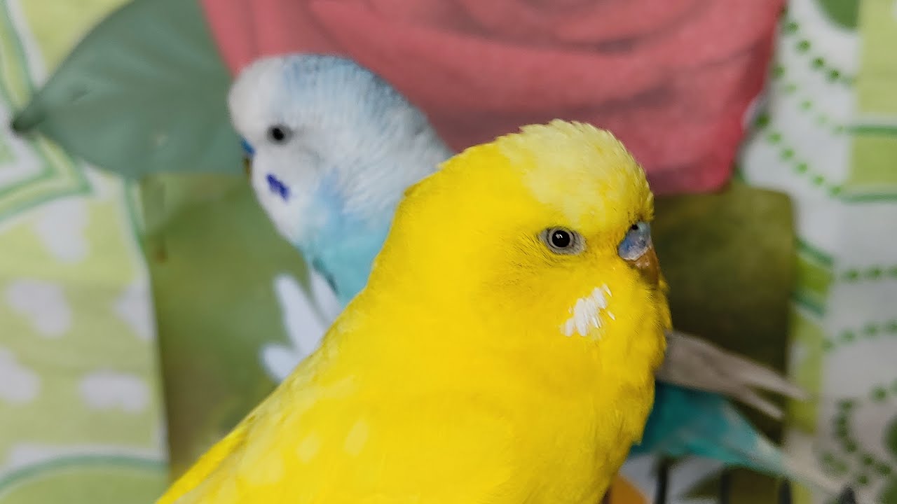 cute birds livetsream ❤️