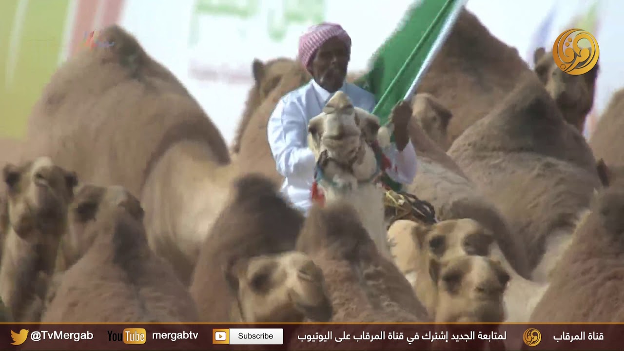 خادم الحرمين الشريفين يشهد عرض المنقيات الفائزة بالمراكز الأولى بـ  #مهرجان_الملك_عبد_العزيز_للإبل_3