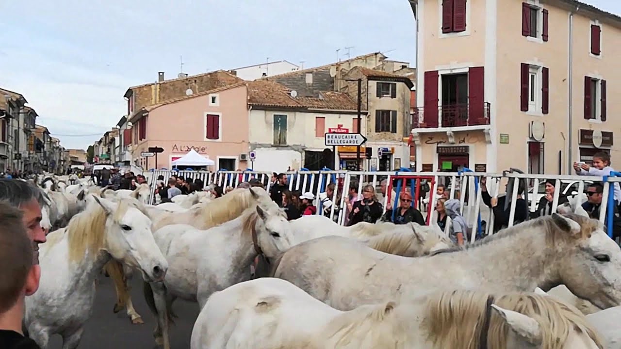 Saint gilles 2019 - Arrivée chevaux (Roussataïo)