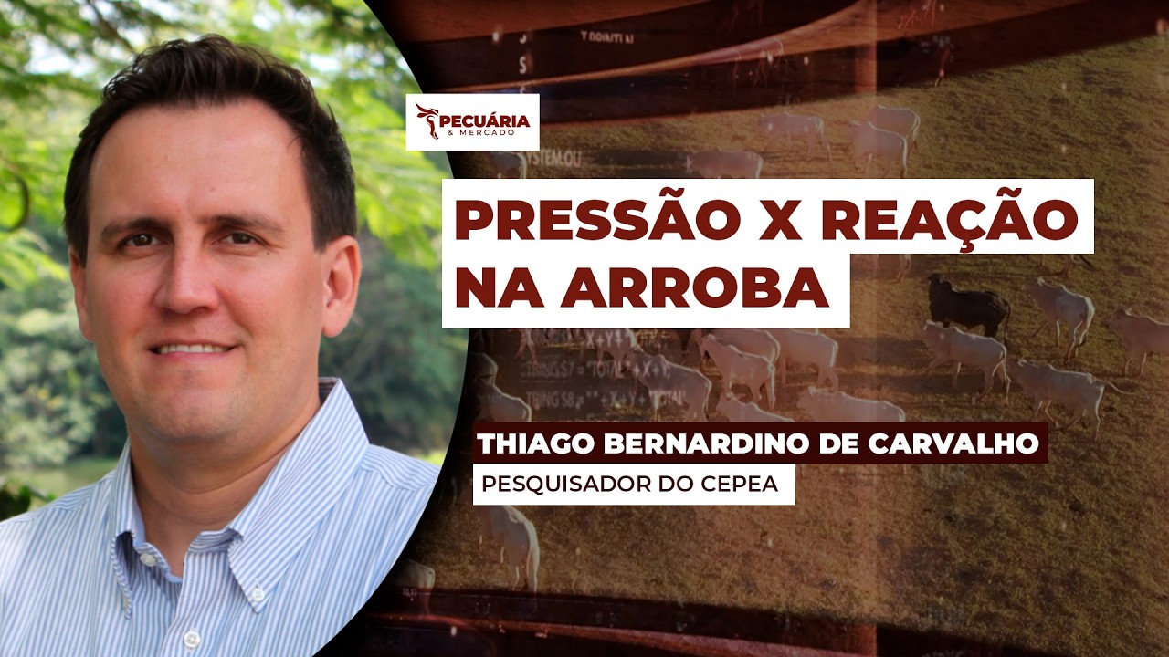 Mercado Futuro do boi na B3 reage e movimento deve chegar ao mercado físico em breve