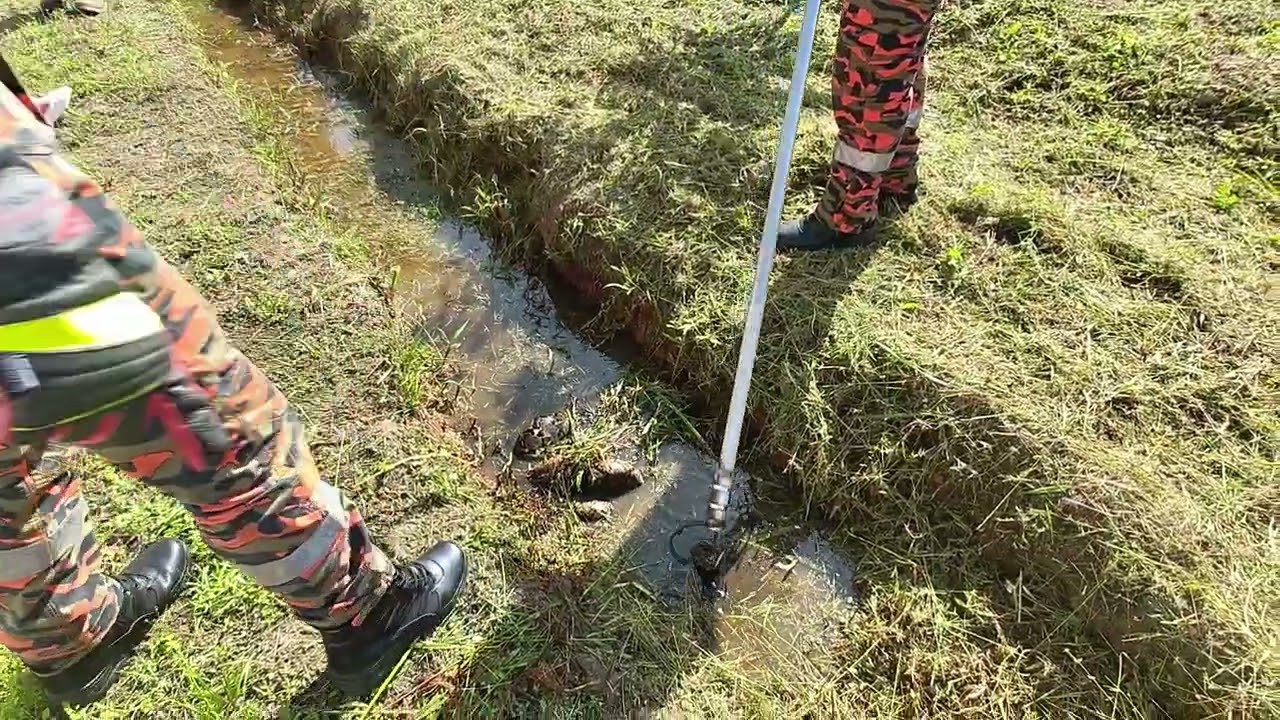 Ular Sawa Gorgon 🫣