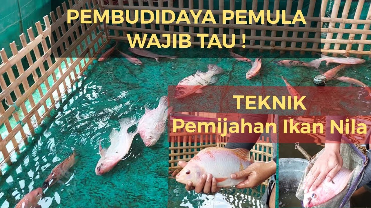 MEMILIH CALON INDUKAN NILA BERKUALITAS || PEMIJAHAN IKAN NILA || NILAQDUS