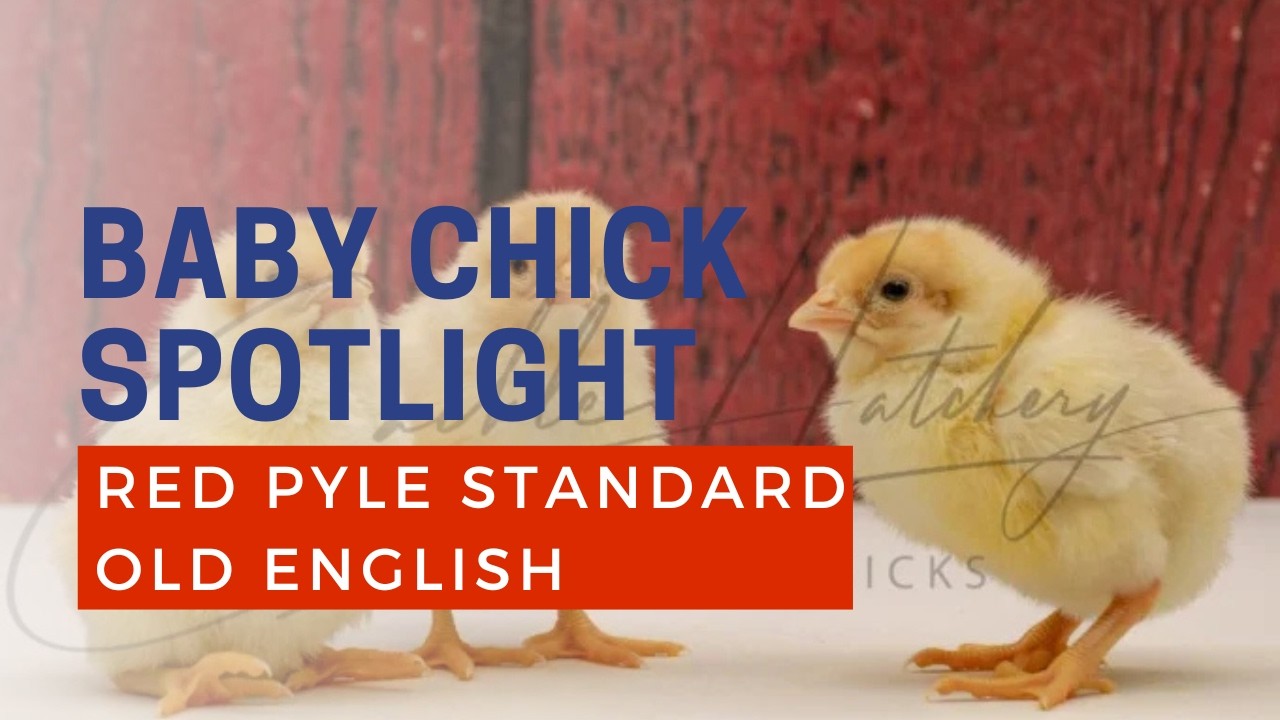 Red Pyle Standard Old English Game Fowl Chicken Breed