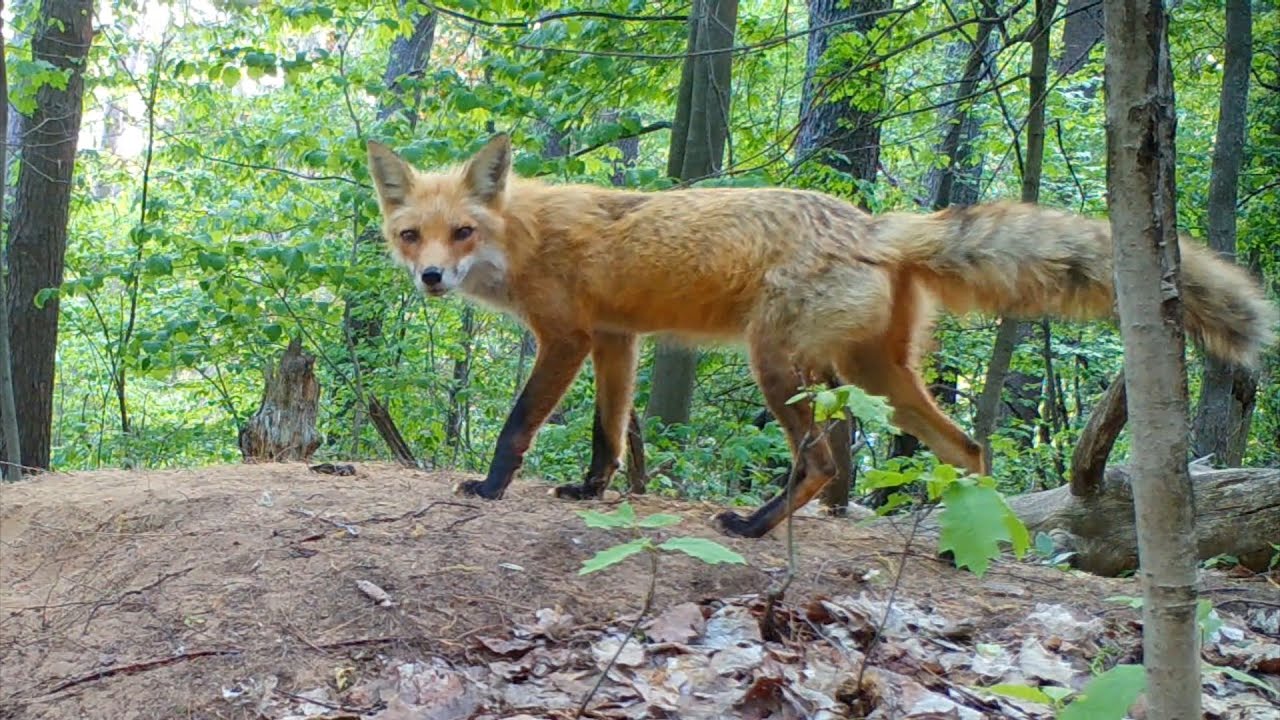 Warning Bark: Fox Pups Hide as Turkey Visits Den