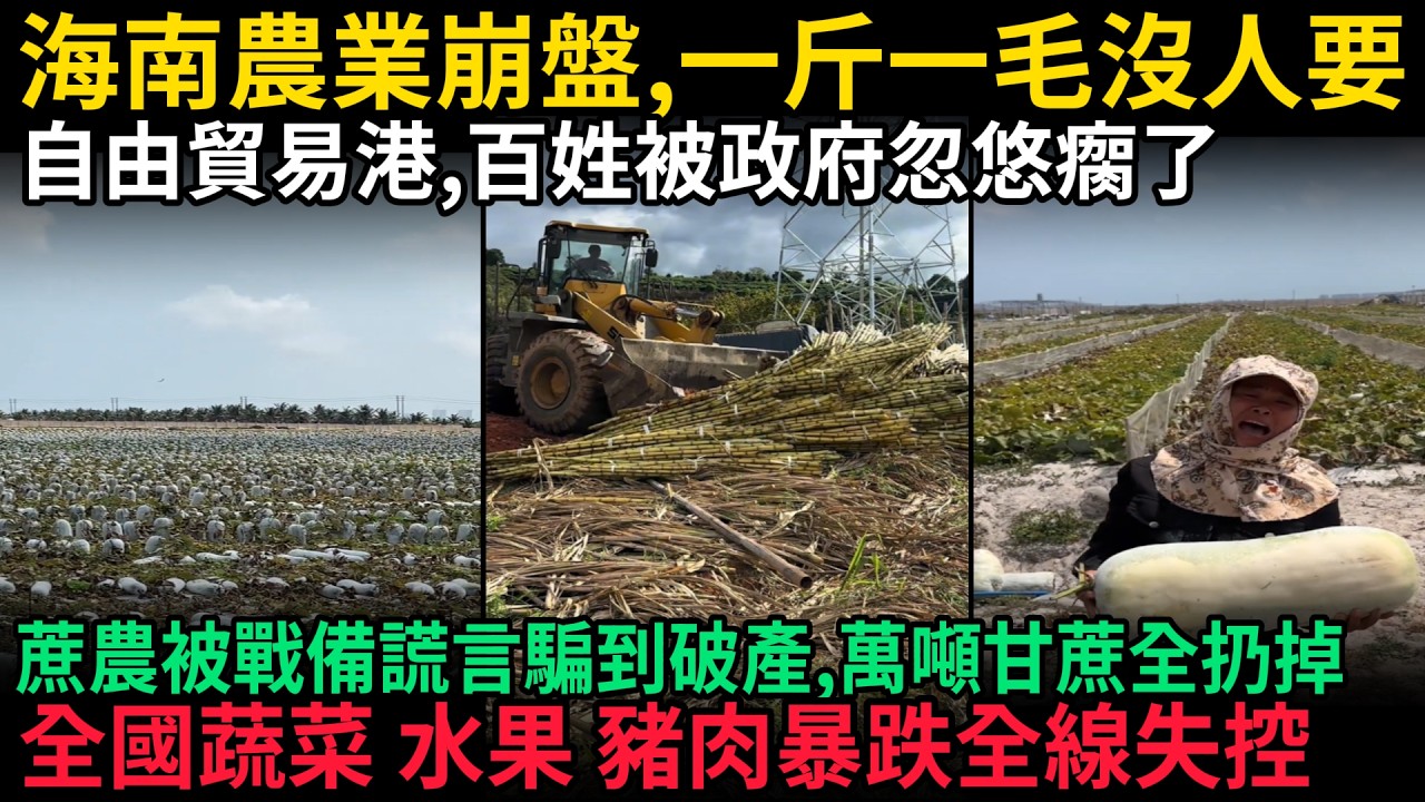 海南農業崩盤，一斤一毛沒人要，自由貿易港，百姓被政府忽悠瘸了，蔗農被戰備謊言騙到破產，幾萬噸甘蔗全扔掉，全國蔬菜 水果 豬肉暴跌全線失控，#中国