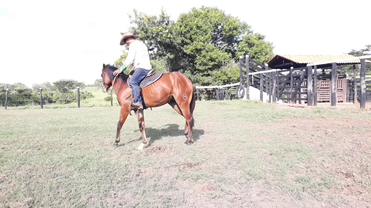 MEU CAVALO NÃO QUER  VIRAR  PRA  UM  DOS LADOS, E AGORA?