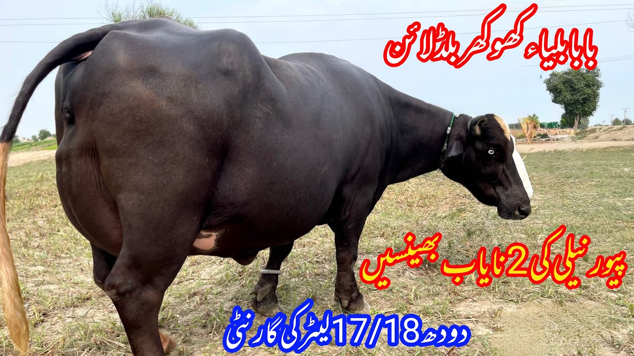 بابا بلیاء کھوکھر بریڈ کی دو نایاب بھینسیں براۓفروخت10ستمبر | Top Nilli High Milking Buffaloes for 