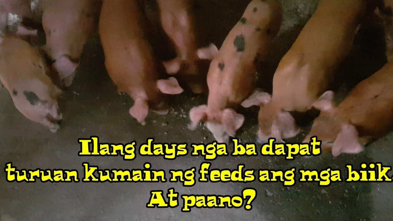 Unang Paraan para kumain ng feeds ang mga bagong anak na biik.. At mga tips.. @baboy