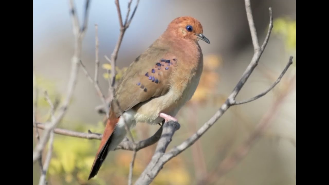 rarest bird in the world