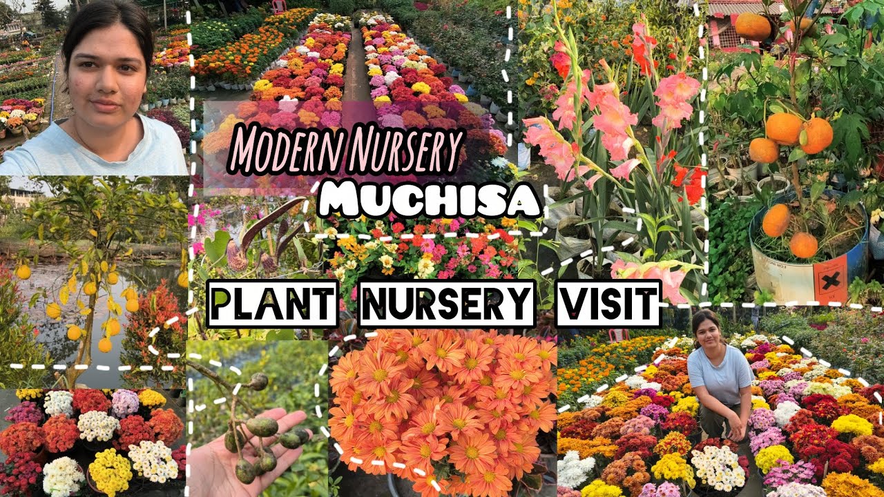 Cheapest plant nursery in Muchisa (Part-1) || Nursery village of Kolkata || Muchisa Bakhrahat ||