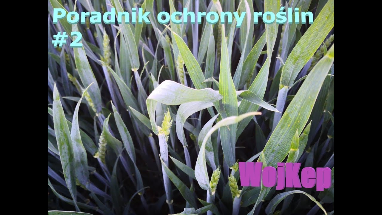 Poradnik ochrony roślin #2. Ochrona pszenicy ozimej T1, T2, T3 + regulacja. GoPro Hero 7