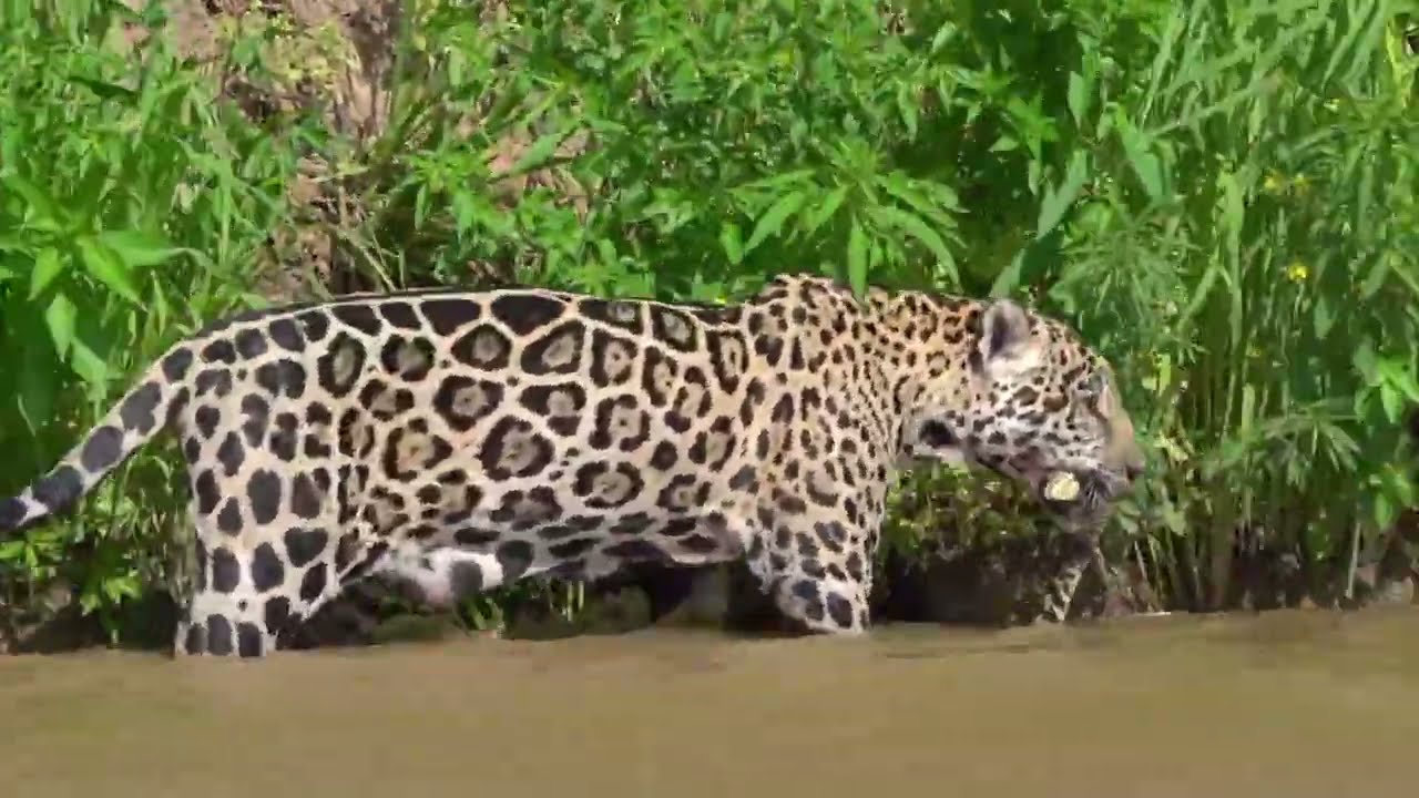 Wildlife tour of Pantanal with SouthWild