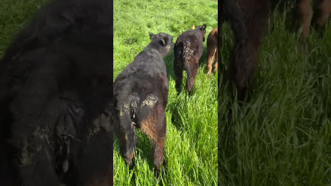 Mera Sezonu Açıldı… #angus #cow #besi #gebedüve #hereford #simental #şarole #limuzin #brangus