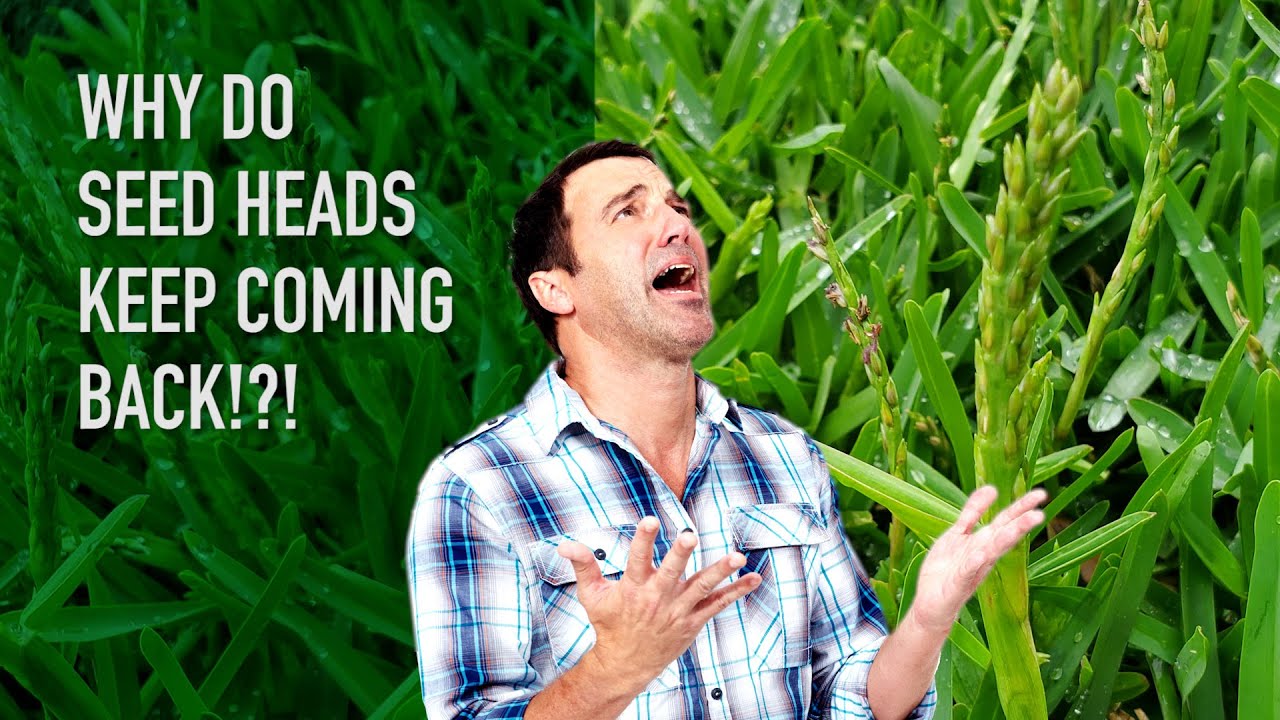 Seed heads | Why are they occurring and why do they keep coming back?