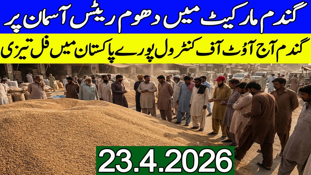 New Gandum Rates Today || New Wheat Price Today || Gundam kay Rates 2026