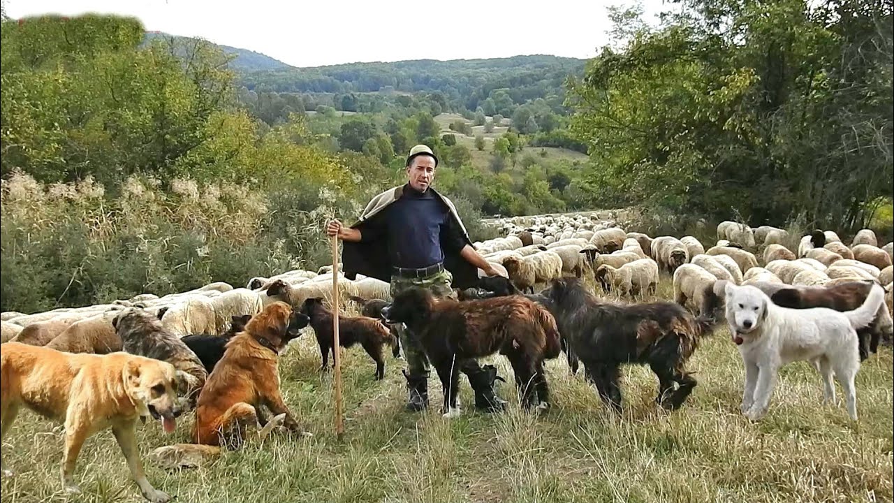 SINGUR PE MUNTE CU 17 CAINI CIOBANESTI SI OILE,FLORIN VASILE FACE FATA URSILOR SI LUPILOR.