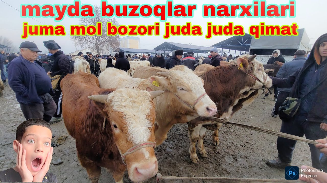 MAYDA BUZOQLAR JUDA QIMAT BULDI JUMA MOL BOZORI ILXOM UZ