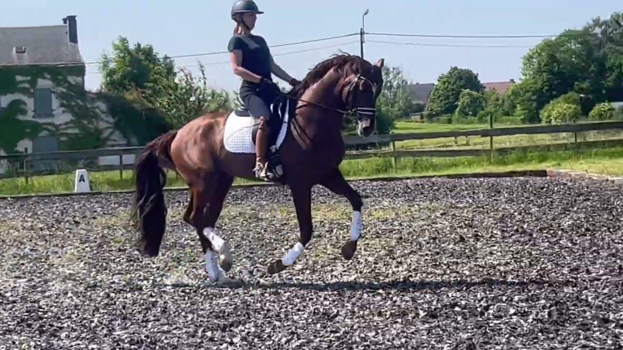 ELASTIC MOVING 7 Y OLD KWPN DRESSAGE HORSE BY GOVERNOR FOR SALE