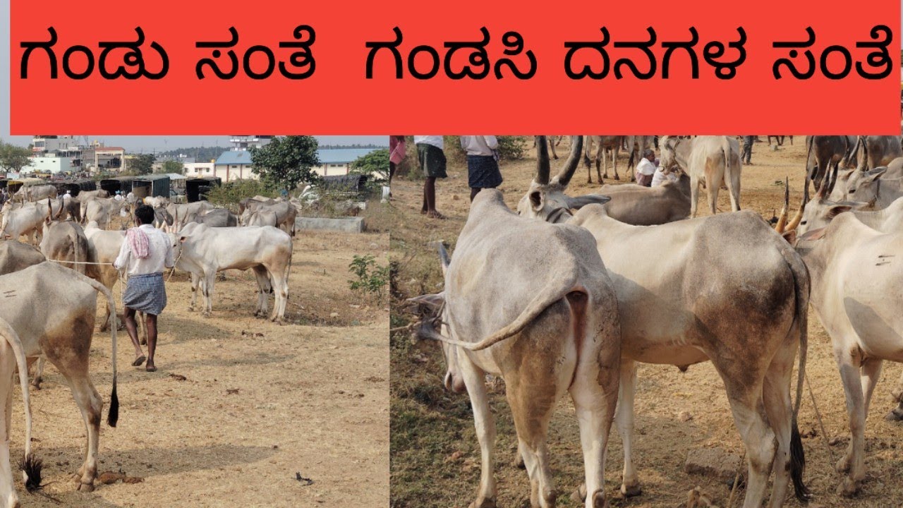 ಜೋಡೆತ್ತುದನಗಳ ಭಾರಿ ಗಂಡಸಿ ಸಂತೆ, 26*2*2026# @ indian hallikar