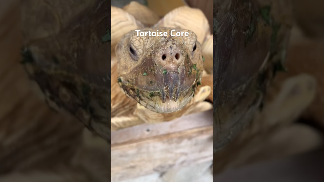 Tortoise Core #animalshorts #animals #cuteanimals #tortoise #tortoises #turtle #turtles