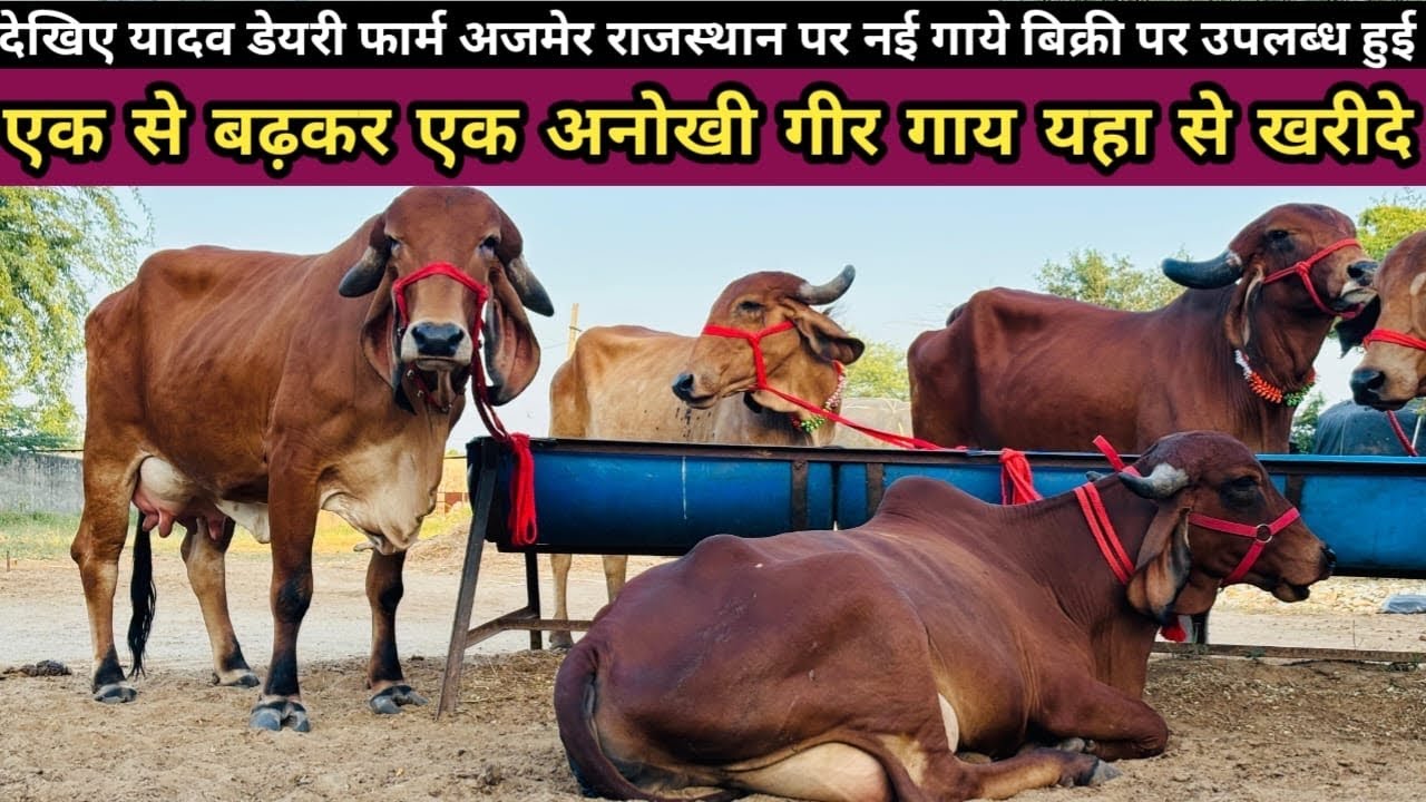 अगर आपको ज़ोरदार ओर अनोखी गीर गाय ख़रीदनी है तो यहाँ से ख़रीदे Yadav Dairy Farm Kishangarh Rajsthan