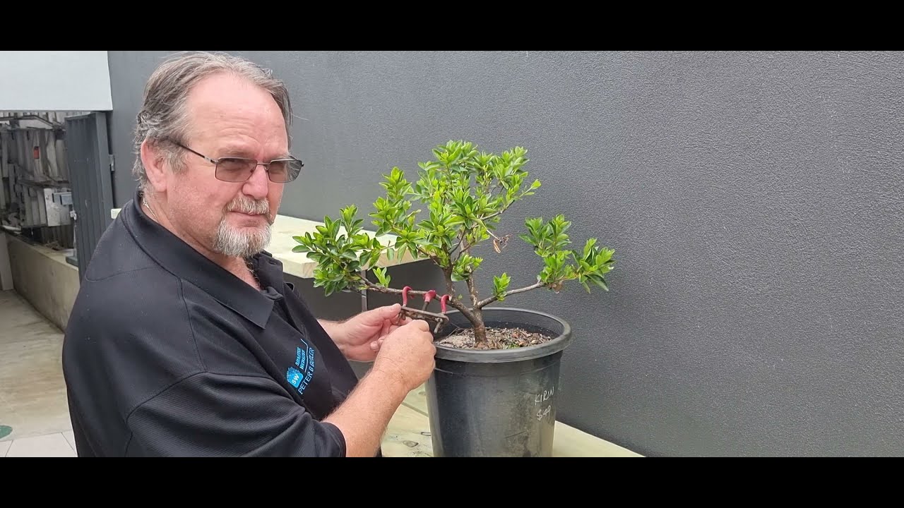 Bonsai'ing my Azalea 'Kirin'