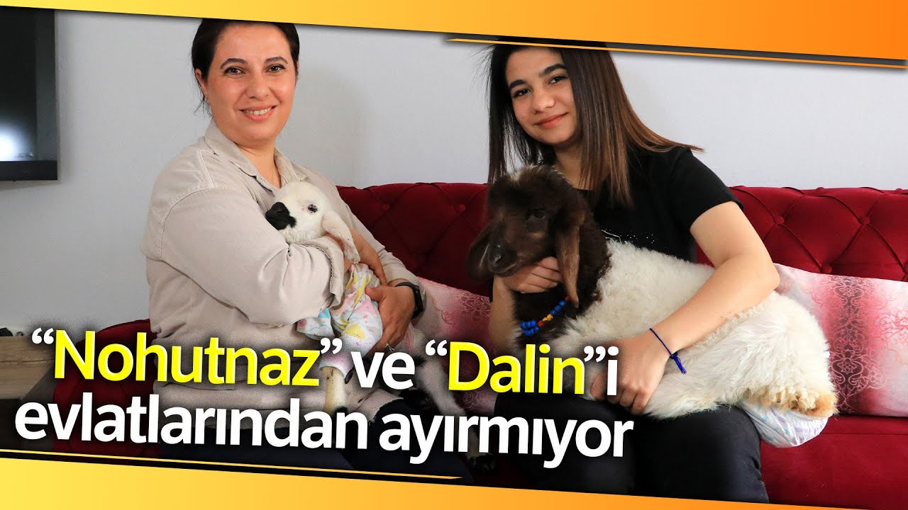 Anneleri Ölmüş Kuzulara Evinde Bebek Gibi Bakıyor