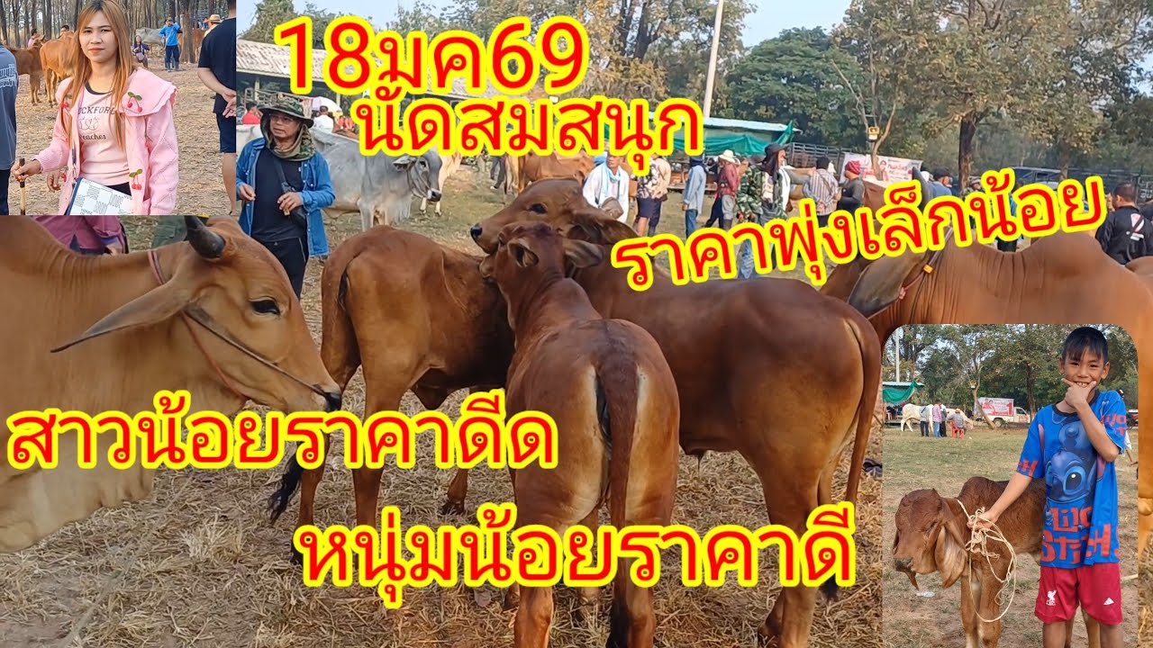 ตลาดนัดวัวควาย  #บ้านสมสนุก เช้านี้คึกคักพ่อค้าแม่ค้าเต็มสนาม #ราคาวันนี้ 18มค69