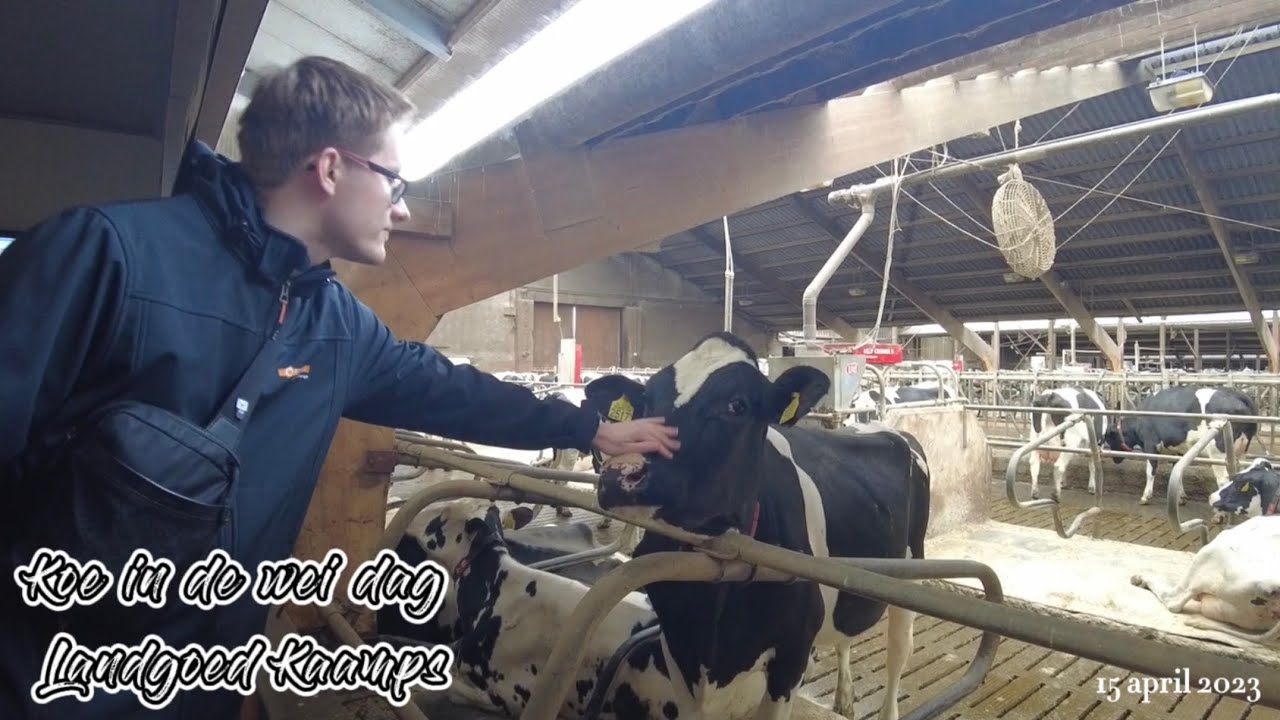Koe in de wei dag🐄  LANDGOED KAAMPS