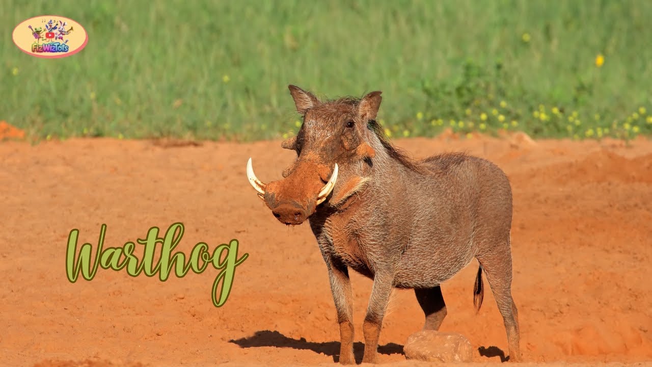 Meet the Warthog!  Fun Facts for Kids